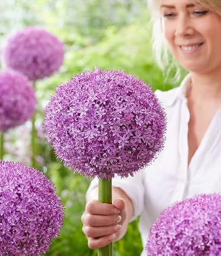 BALDUR Garten 1x Allium 'Superbowl', Zwiebel mit Umfang 18 cm