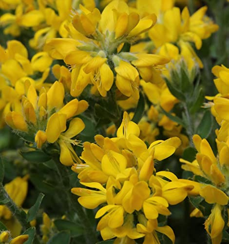Spanischer Ginster 20-30cm - Genista hispanica - lebende Gartenpflanze aus den Baumschulen