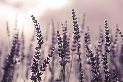 Küchen Spritzschutz Lavendel 60x40x0,3 cm | Küchenrückwand | Alu-DiBond | Fliesenschutz für den Herd und Spüle | Küchenfliesen | Fliesenspiegel | Rückwand