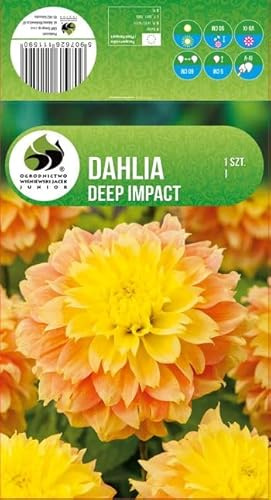 AGRONOM | DAHLIEN - DEEP IMPACT | Mehrjährige Blumenzwiebeln | Orange Blumen | Werden in Blumengärten, Töpfen angebaut, in blühenden Rasenflächen | 1 Blumenzwiebel