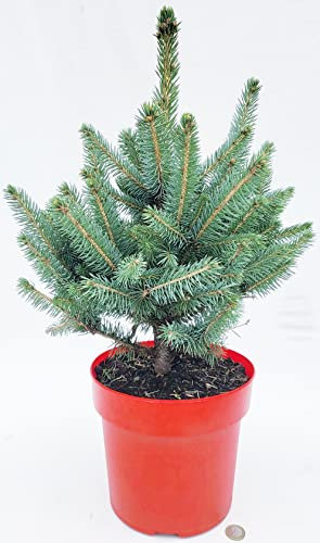 POWERS TO FLOWERS - ALBERO DI NATALE, PICEA SUPER BLU, PINO BLU, ALTEZZA 45/50CM, VASO 22CM diametro, piante vere