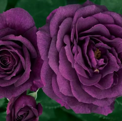 Ebb Tide -Floribunda Bush Rose - Purple/Smokey Plum - Fragrant 3 Lit Pot