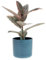 KENTIS - Ficus Robusta 'Belize' - Fico del Caucciù - Piante Vere da Appartamento - Pianta Purifica Aria Da Interno - H 40-50 cm Vaso Ø 14 cm