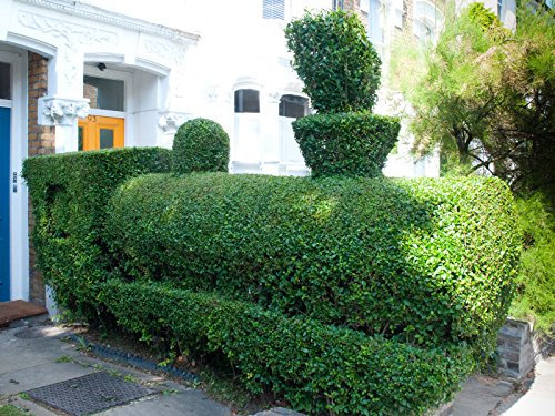 Grenze ligustro, Ligustrum obtusifolium, 150 arbusto semi (Hardy, Siepe, Patata)