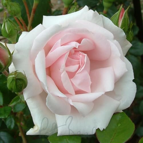 Peter Beales Roses UK New Dawn Climbing Rose, Light Pink, Outdoor, UK Plant Seed, Fragrant, All Seasons, Recommended for North Wall, Full Sun to Partial Shade