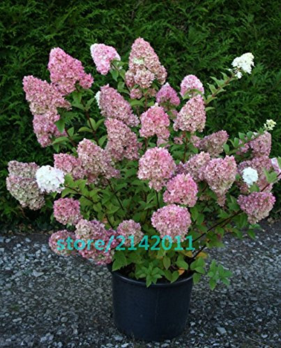 20pcs/bag di semi di Ortensia, Hydrangea paniculata 'Vaniglia Fraise', rari semi di fiori bonsai ortensie, pianta in vaso per la casa giardino 13