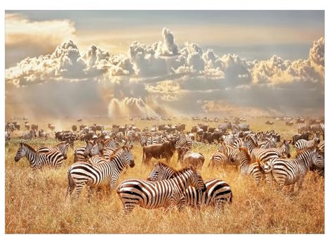 KunstLoft Tapete 'Zebra Land' 100x70cm Fototapete modern