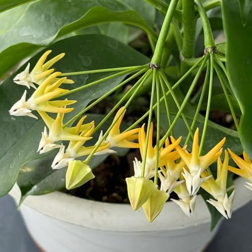 semillas de plantas de hoya - Semillas cobertura del suelo para balcones elevados resistentes Hoya flores porcelana flores primavera Decoración sala estar con plantas decorativas. 150pcs