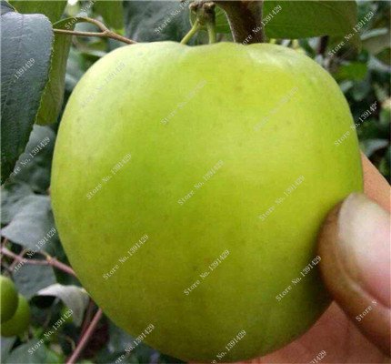 Bunte Jujube Zizyphus Mauritiana Seeds indische Dattelpalme Nicht-GVO-Bio-Frucht Bonsai-Baum-Samen Seltene Außendekoration 10 PC 4