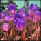 Tulpen zwiebeln mehrjährig-Pfingstrosen tulpenzwiebeln-Winterharte Tulpenpflanzen-Blumenzwiebeln-Bepflanzung für drinnen und draußen-Zierblumen-4 zwiebeln-c