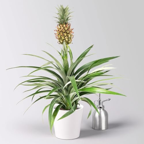 Zierananas 'Amigo', im Übertopf Dallas weiß, Topf-Ø 12 cm, Höhe ca. 45 cm