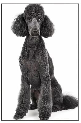RNXAOPEN Animal Peinture par Numero Adulte, Peinture Numero Chien Tableau a Paint by Numbers Adulte Kits Apportez des Pinceaux et de la numéro d'art, pour Decoration Murale Cadeau Femme 30x40 cm Y-1
