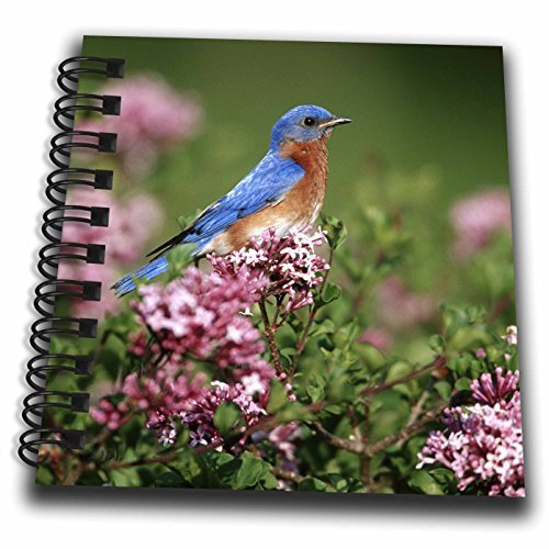 3dRose Danita Delimont - Bluebird - Eastern Bluebird male in Dwarf Korean Lilac, Marion, IL - Mini Notepad 4 x 4 inch (db_250869_3)