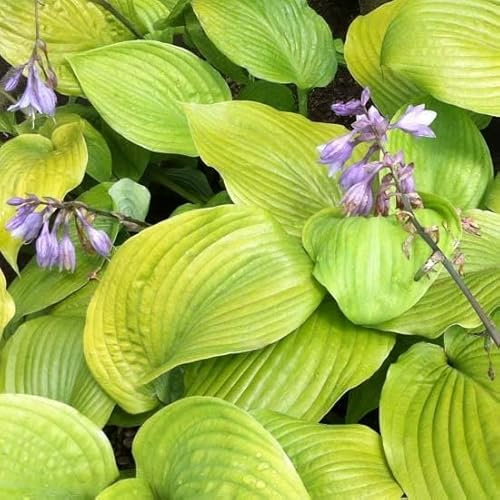 6x Hosta 'Sum and Substance - Hosta ‘Sum and Substance’ - Godet 9x9cm