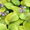 6x Hosta 'Sum and Substance - Hosta ‘Sum and Substance’ - Godet 9x9cm
