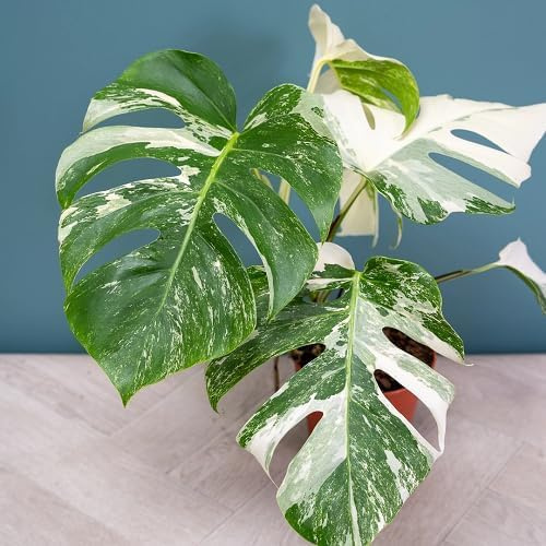 90 Stück grün-weiße Monstera-Pflanzensamen