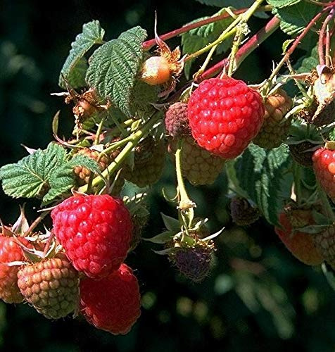 Schönemann, sommertragende Himbeere, 60-80cm im Topf