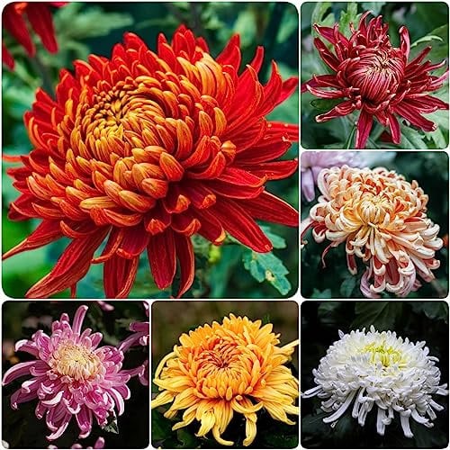 50 Stücke chrysanthemen pflanzen samen blumen saatgut, gärtner geschenke (Chrysanthemum) chrysanthemen pflanzen winterhart garten-chrysantheme samen blumen samen, geschenke für gartenliebhaber