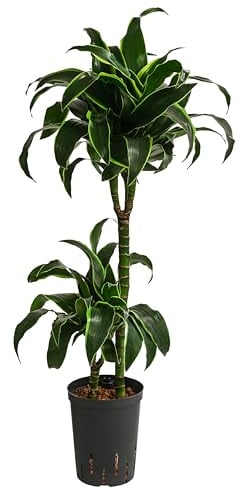 Dehner Drachenbaum Dracaena dorado, in Hydrokultur, ca. 85 cm, Ø 15 cm, Zimmerpflanze