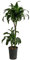 Dehner Drachenbaum Dracaena dorado, in Hydrokultur, ca. 85 cm, Ø 15 cm, Zimmerpflanze