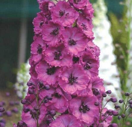 Bloom Green Co. 100 unids/bolsa Delphinium Bonsai flor Tenedor Larkspur Salmon King decoración del jardín Flor orgánica planta de huerto en casa: Verde