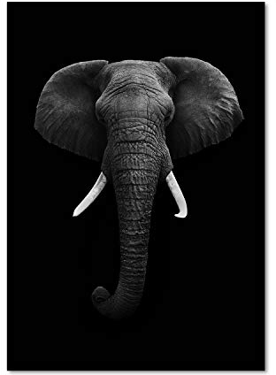 Tulup Glas-Bild Wandbild aus Glas - Wandkunst - Wandbild hinter gehärtetem Sicherheitsglas - Dekorative Wand für Küche & Wohnzimmer 70x100 - Tiere - Afrikanischer Elefant - Schwarzweiß