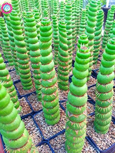 Bloom Green Co. Bonsai 50 Stück spiralförmiger Kaktus Sukkulenten werden selten in Vasen für die Gartenmöbeldekoration Ihres Hauses gepflanzt