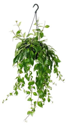 Planta de lápiz labial – Flor púbica – Aeschynanthus lobbianus Variegatus – Planta colgante en maceta de 15 cm