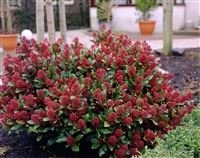 Skimmia Japonica Rubella - Skimmia, Plant in 9 cm Pot