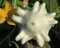 Genipap 5 Stück Oleander gelbe Farbe Blumensamen