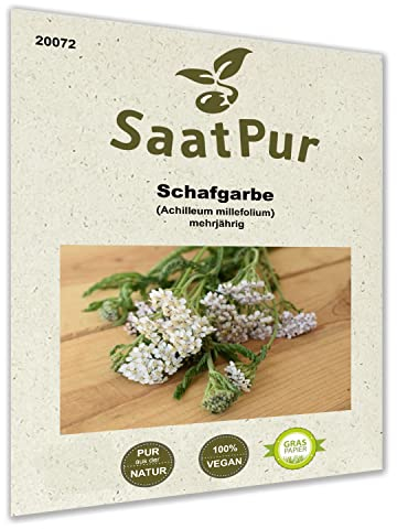 SaatPur® Saatgut Schafgarbe Samen für 0,3g für ca. 1000 Pflanzen, Zierpflanze und Heilpflanze, Wildkraut mehrjährig, Schafgarbesamen, 100% naturrein, hohe Keimkraft, nachhaltige Graspapier-Verpackung