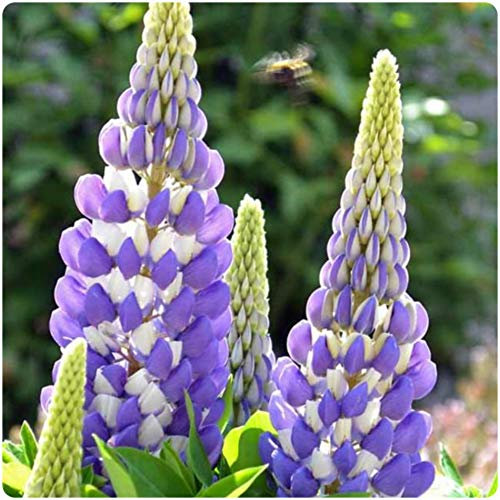 Lupin Legendary Blue Shades x 5 Perennial Plug Plants