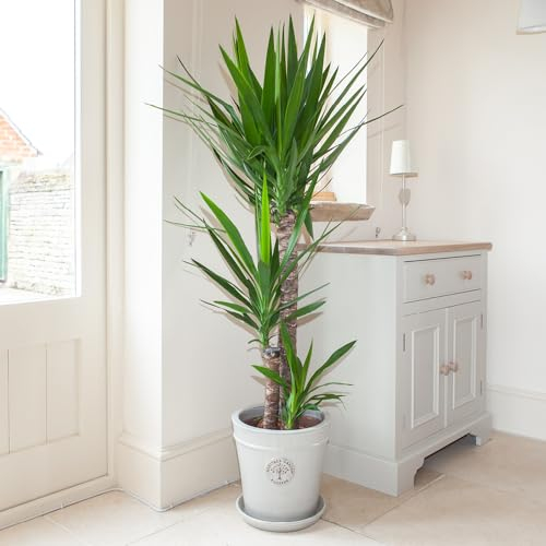 YouGarden Yucca elephantipes Houseplant with 3 Stems, 1.2m Tall Established Plant in 24cm Pot, Air Purifying Plant Yucca Indoor Plants in Pot, for Home and Office