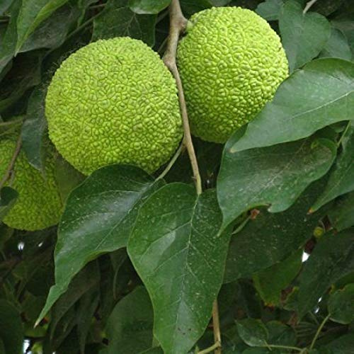 Osage-Orange (Maclura Pomifera)