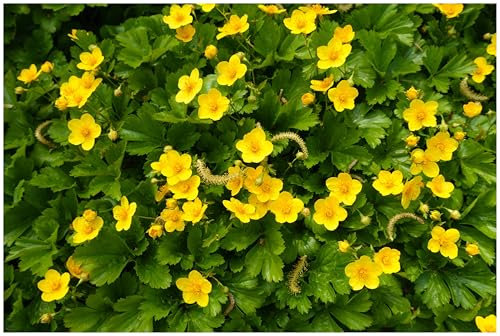 10 x Waldsteinia ternata (Staude/Winterhart/Bodendecker/Immergrün/Mehrjährig/Problemlöser) Teppich-Golderdbeere - Robuster Alleskönner mit leuchtendem Akzent - Trittfest - von Stauden Gänge