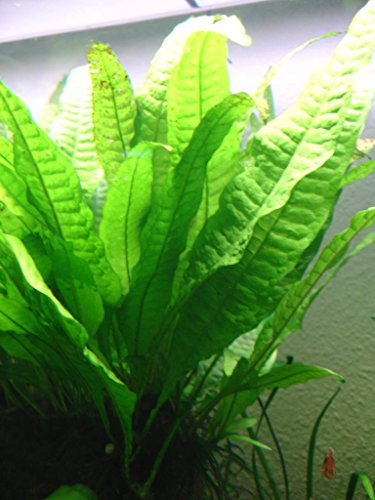 Java Fern Microsorium pteropus Live Aquarium Plants Aquatic Plant Fish Tank (20)