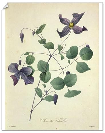 Media Storehouse Clematis viticella Print from Choix des plus belles fleurs - Print 10x8 (25x20cm) (8579089)