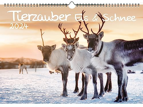 Tierzauber Eis und Schnee DIN A3 Kalender für 2024 Tiere aus dem Polargebiet - Geschenkset Inhalt: 1x Kalender, 1x Weihnachts- und 1x Grußkarte (insgesamt 3 Teile)