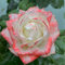 Strauchrosen, Duftrosen, Hybridrosen, zweifarbige Rosen-Rosen pflanzen winterhart-2Pflanze-D