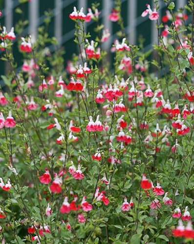 Salvia Hot Lips 6 Plug Plants Perennial Plants
