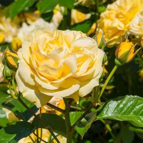 YouGarden Rose 'Sweet Memories', Dwarf Floribunda Lemon Rose Potted in a 4L Pot
