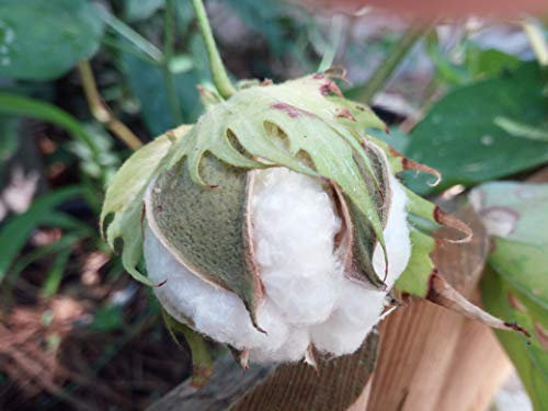 SEMI PIANTA DEL COTONE-Gossypium spp.-