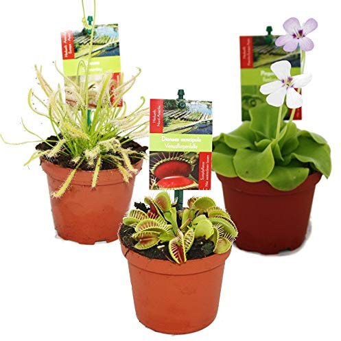 Kit de 3 Plantas Carnívoras en Maceta Pequeña Pack Ahorro Plantas Antimosquitos