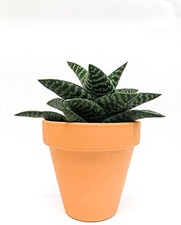 Aloe Tiki Zilla Natural - Planta Decorativa Suculenta Ideal para el Hogar la Oficina o para Regalar - para Exteriores e Interiores - En Maceta