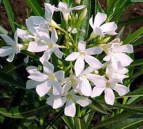 Semillas de flores de adelfa 90 piezas blancas