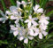 Semillas de flores de adelfa 90 piezas blancas