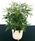 POWERS TO FLOWERS - RODODENDRO VARIEGATO, RHODODENDRON, IN VASO CERAMICA BIANCO CON SPATOLATURA IN RILIEVO, pianta vera