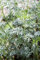 Artemisia vulgaris ca. 9x9 cm Topf - Beifuß, aromatisches Laub, ideal für Kräutergärten, pflegeleicht, trockenheitsresistent