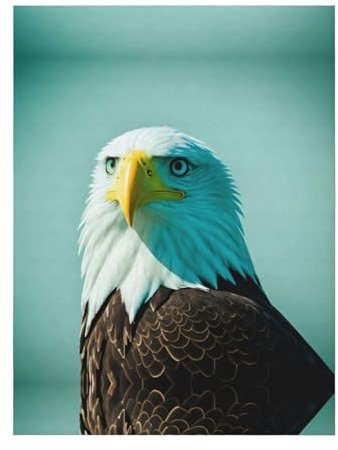 YYHWHJDE Brave Eagle Picture superweiche Decke, 152,4 x 127 cm, Überwurf, leicht, warm, langlebig, geeignet für Bett, Sofa
