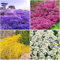 20000+Kriechender Thymian Samen Bodendecker, Non-GMO mehrjährige Blume Samen, Hardy Thymus Serpyllum, schleichende Phlox Alternative für Landschaftsbau & Garten Wege